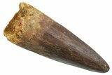 Fossil Spinosaurus Tooth - Real Dinosaur Tooth #349773-1